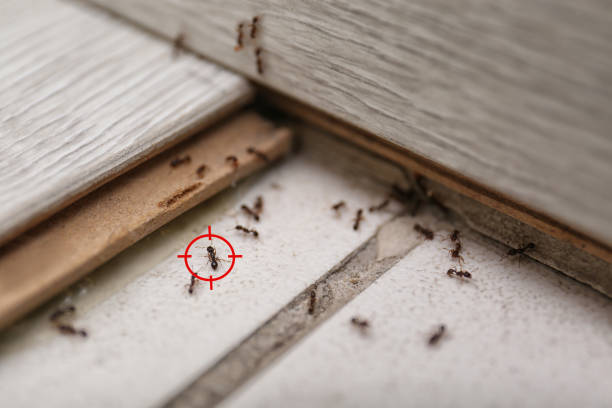 Best Spider Control Near Me  in Orleans, VT