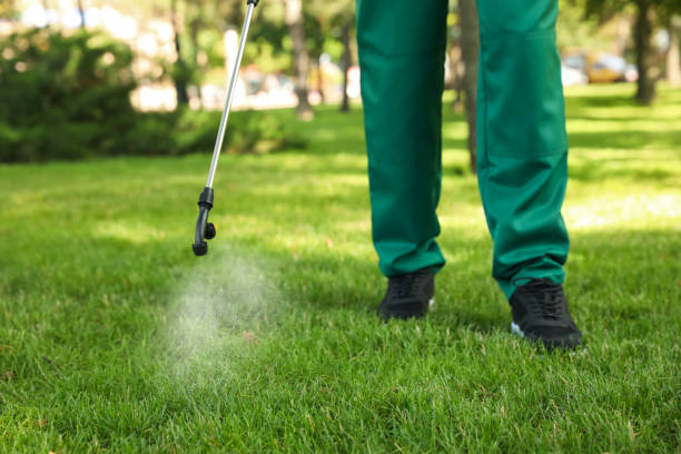 Best Wasp Removal Services  in Orleans, VT