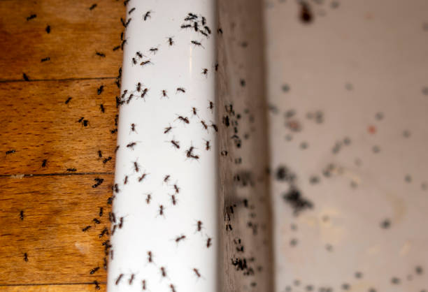 Orleans, VT Pest Control Company