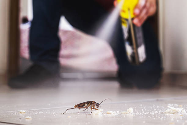 Best Pest Prevention Services  in Orleans, VT